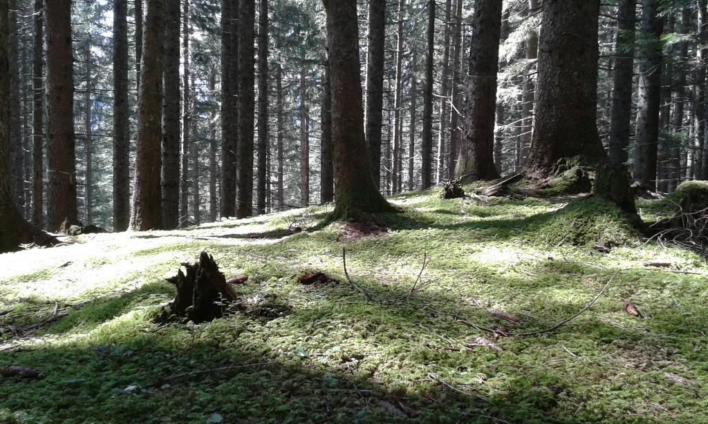 Ferienwohnung Peter Egger Gosau Pokoj fotografie